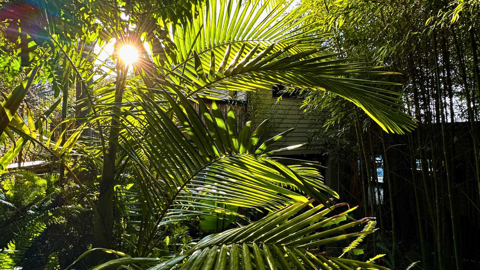 Morning sun breaking through the indigenous forest canopy at Hog Hollow Country Lodge, The Crags
